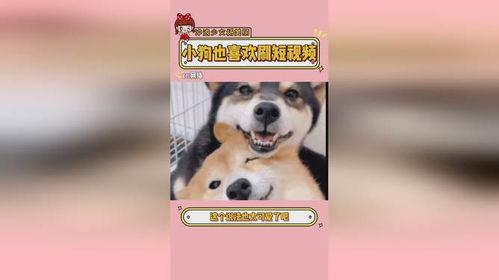 小狗爆料短视频,揭秘短视频背后的趣味故事